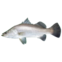 Barramundi fish