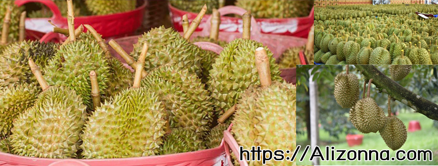 Durian Export From Thailand