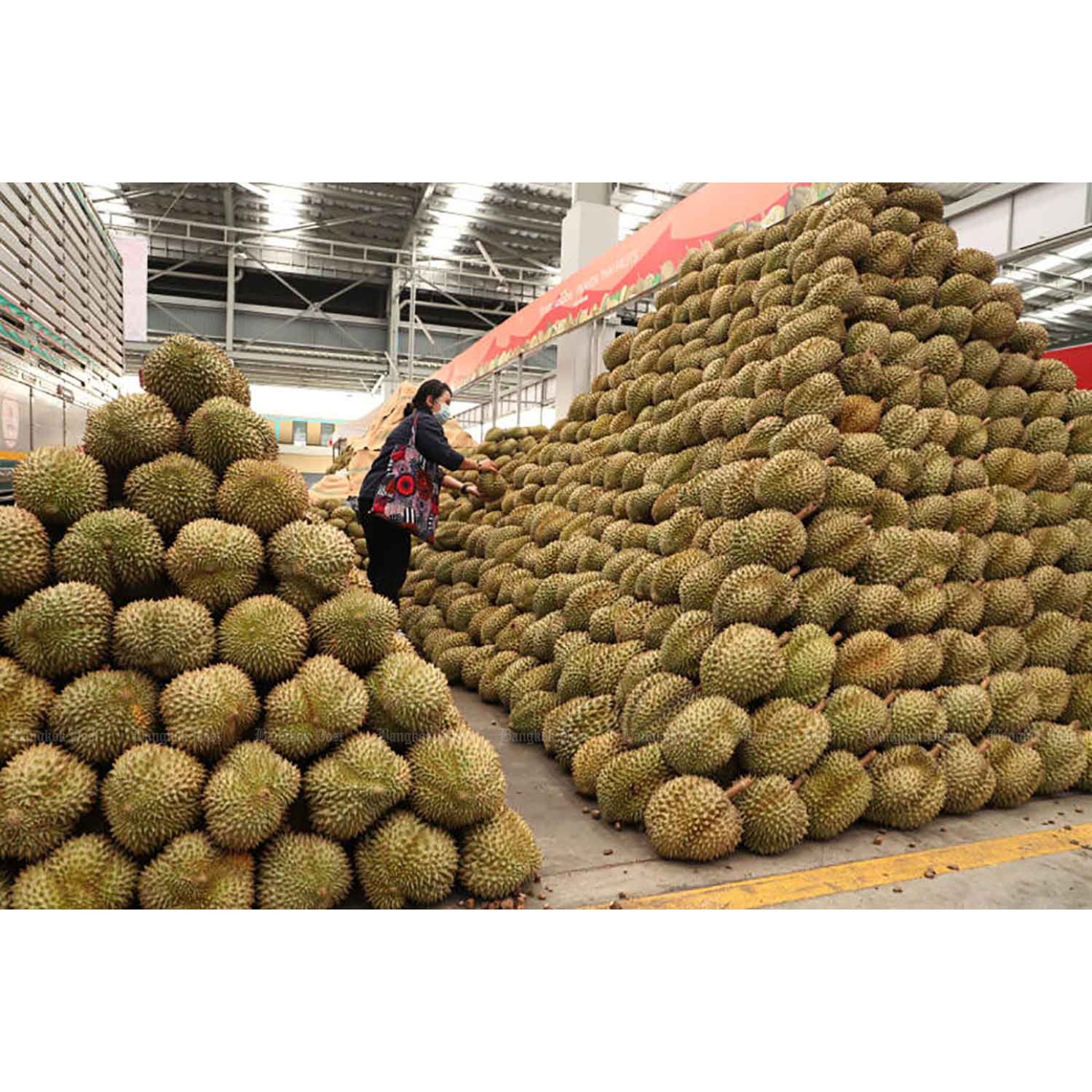Premium Fresh Durian From Thailand