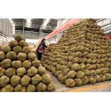 Premium Fresh Durian From Thailand