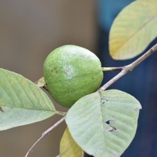 Fresh Guava from Thailand