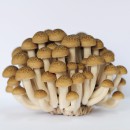 Shimeji Mushrooms From Thailand