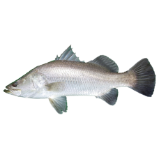 Barramundi fish Thailand