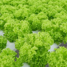 Lettuce From Thailand