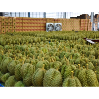Fresh durian from Thailand high quality, offer OEM service