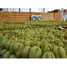 Durian monthong , Fresh Durian from Thailand