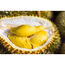 Durian fresh from Thailand