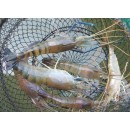 Giant Freshwater Prawn Fresh Shrimp Isolate