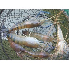 Giant Freshwater Prawn Fresh Shrimp Isolate
