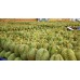 Durian Export From Thailand