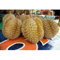 Fresh Durian From Thailand