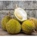Best durian in Thailand