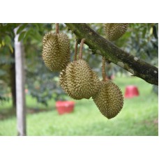 Durian Thailand top export